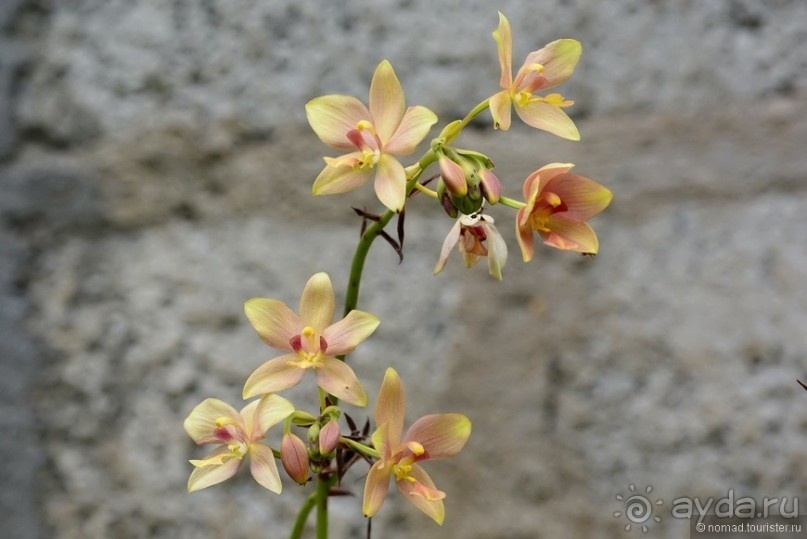 Цейлон на троих. Часть 8