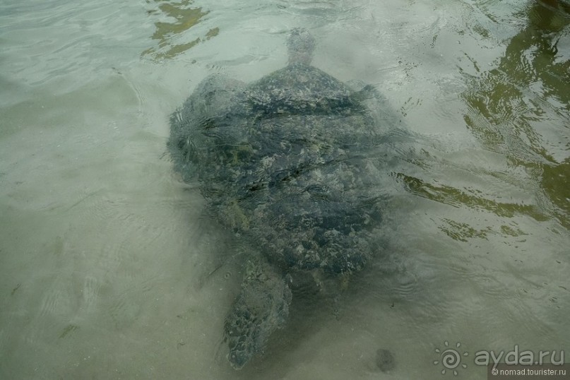 Цейлон на троих. Часть 8