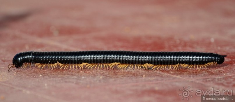 Цейлон на троих. Часть 6