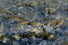 Цейлон на троих. Часть 6