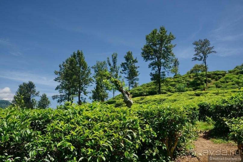 Цейлон на троих. Часть 6