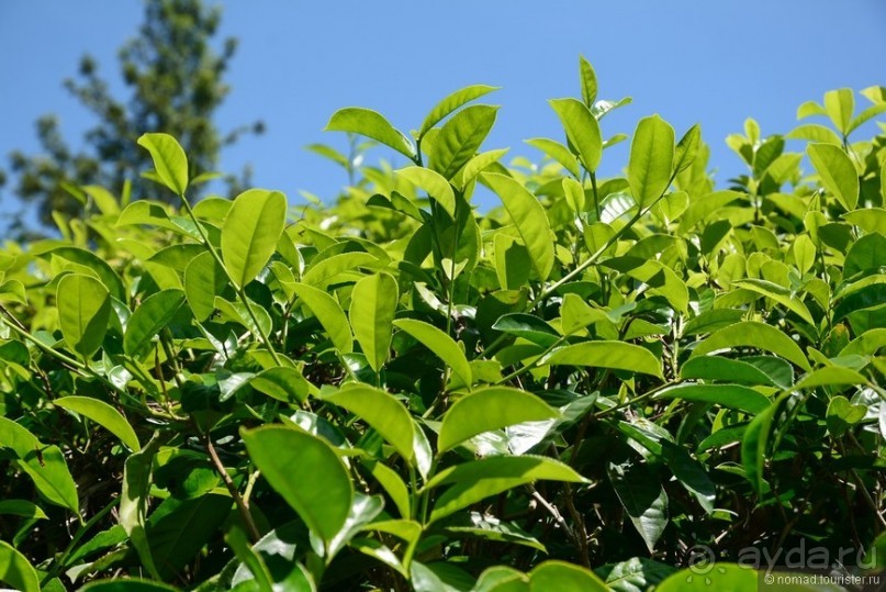 Цейлон на троих. Часть 6