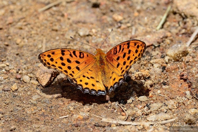 Цейлон на троих. Часть 6