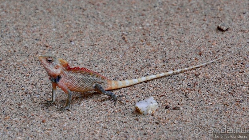 Цейлон на троих. Часть 6