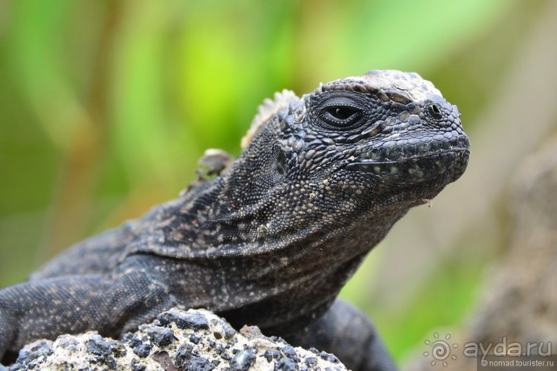 Американские горки (декабрь 2012-январь 2013). Часть 9
