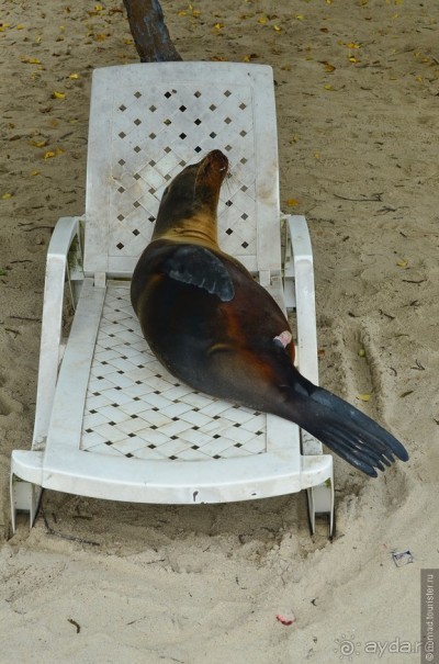 Американские горки (декабрь 2012-январь 2013). Часть 9