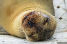 Американские горки (декабрь 2012-январь 2013). Часть 9