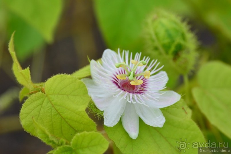 Американские горки (декабрь 2012-январь 2013). Часть 9