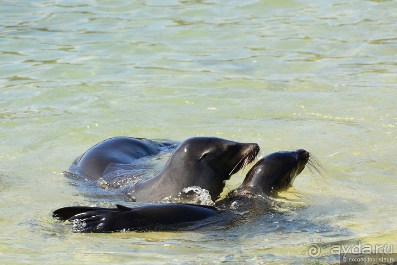 Американские горки (декабрь 2012-январь 2013). Часть 9