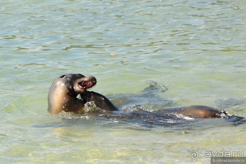 Американские горки (декабрь 2012-январь 2013). Часть 9
