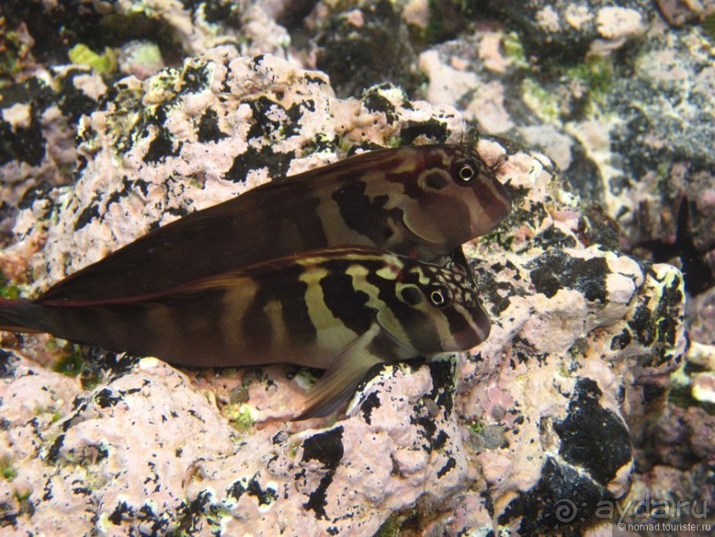 Американские горки (декабрь 2012-январь 2013). Часть 9 Американские горки (декабрь 2012-январь 2013). Часть 9