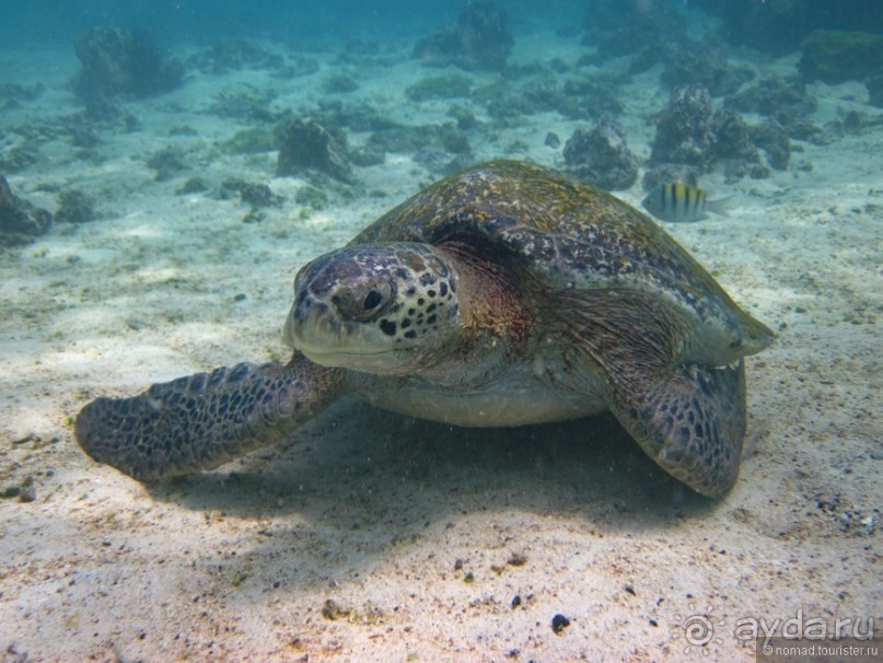 Американские горки (декабрь 2012-январь 2013). Часть 9 Американские горки (декабрь 2012-январь 2013). Часть 9