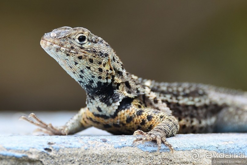 Американские горки (декабрь 2012-январь 2013). Часть 9 Американские горки (декабрь 2012-январь 2013). Часть 9