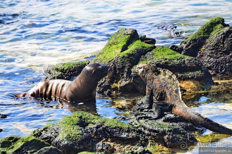Американские горки (декабрь 2012-январь 2013). Часть 9 Американские горки (декабрь 2012-январь 2013). Часть 9