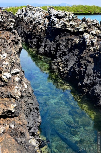 Американские горки (декабрь 2012-январь 2013). Часть 9