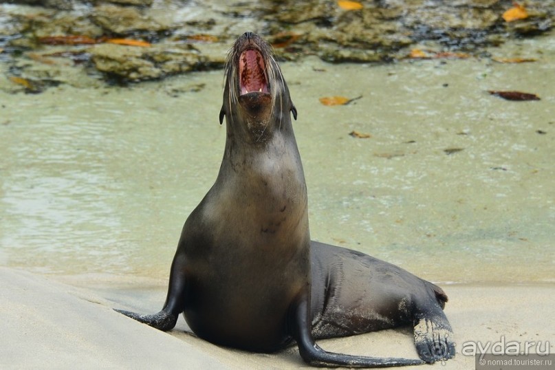 Американские горки (декабрь 2012-январь 2013). Часть 9 Американские горки (декабрь 2012-январь 2013). Часть 9