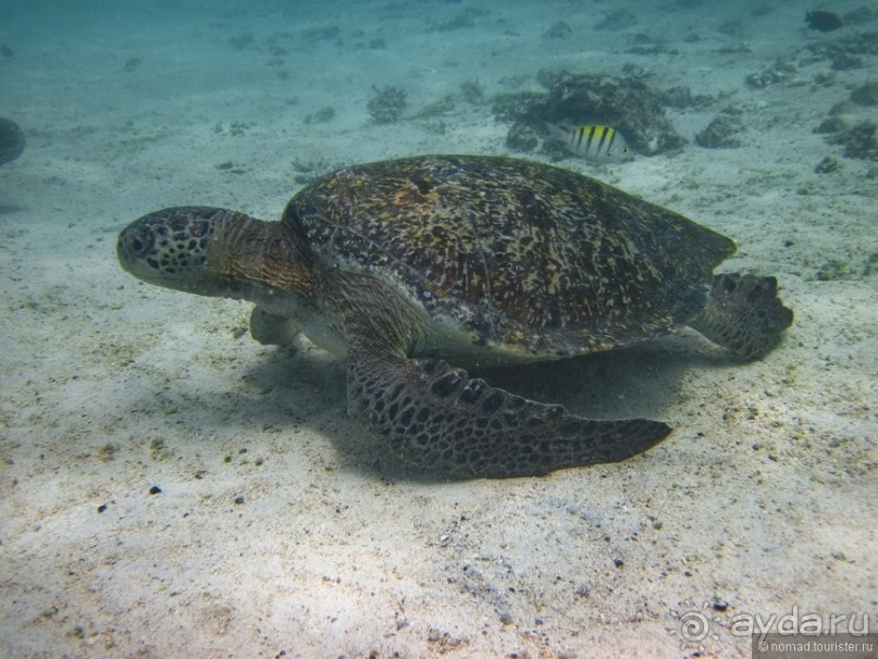 Американские горки (декабрь 2012-январь 2013). Часть 9