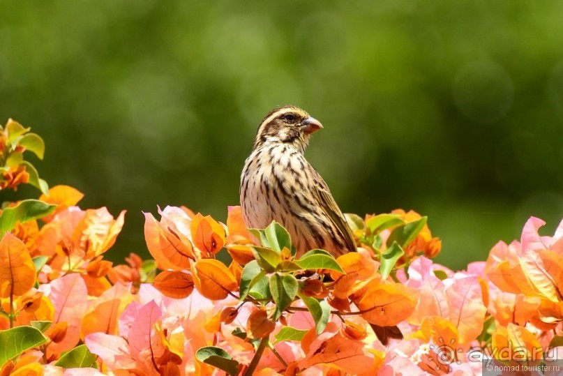 Акуна матата — дубль два. Кения в сезон дождей. Часть 5