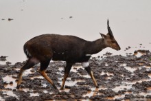 Акуна матата — дубль два. Кения в сезон дождей. Часть 5