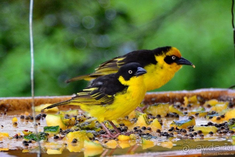Акуна матата — дубль два. Кения в сезон дождей. Часть 5