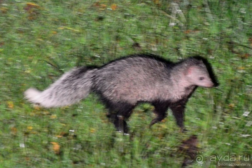 Акуна матата — дубль два. Кения в сезон дождей. Часть 5