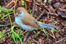 Акуна матата — дубль два. Кения в сезон дождей. Часть 5