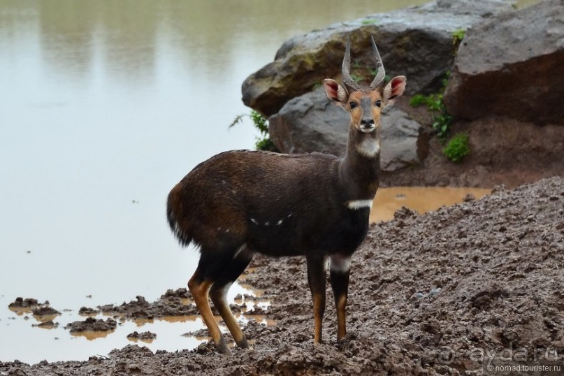 Акуна матата — дубль два. Кения в сезон дождей. Часть 5