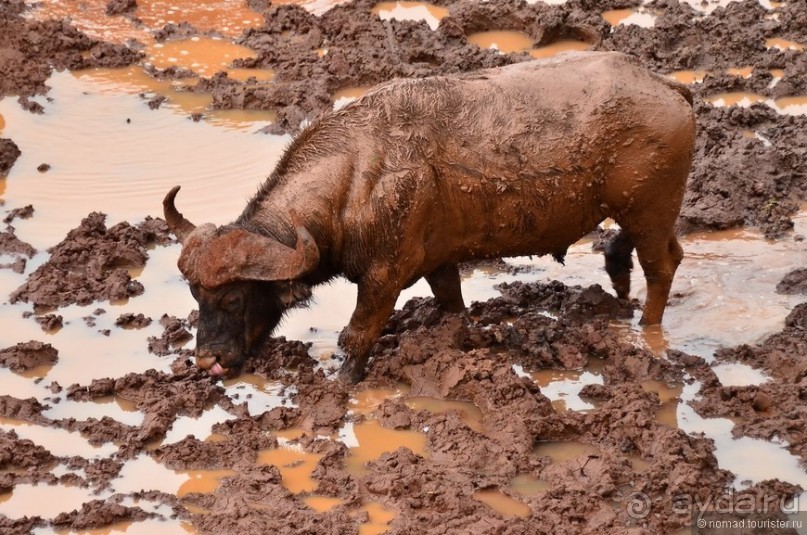 Акуна матата — дубль два. Кения в сезон дождей. Часть 5