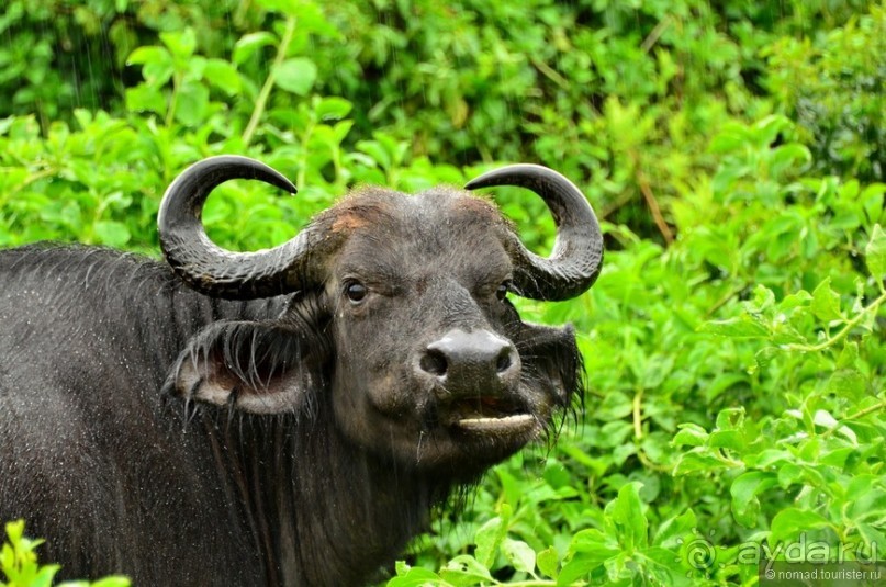 Акуна матата — дубль два. Кения в сезон дождей. Часть 5