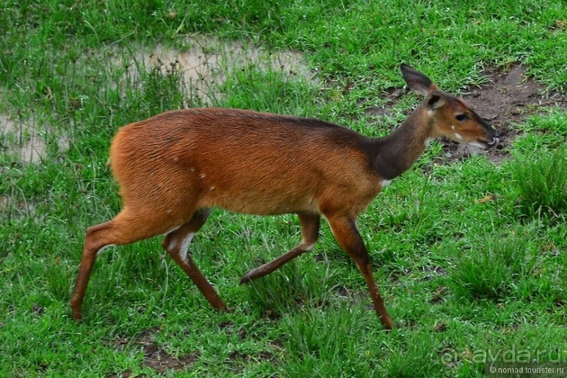 Акуна матата — дубль два. Кения в сезон дождей. Часть 5