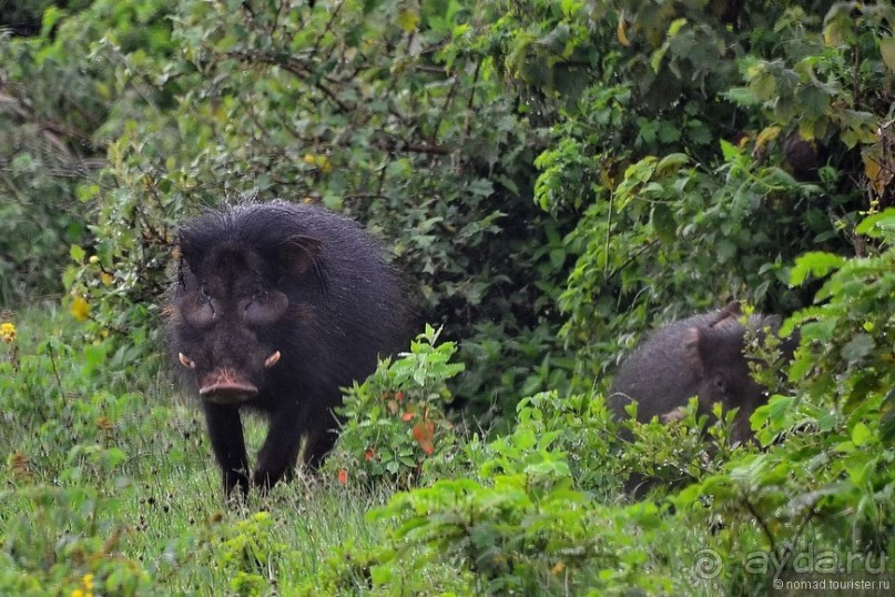 Акуна матата — дубль два. Кения в сезон дождей. Часть 5