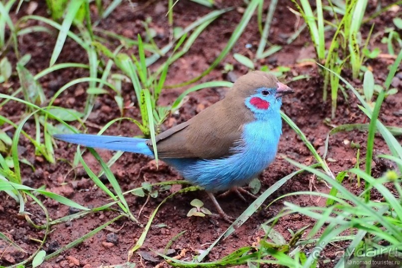 Акуна матата — дубль два. Кения в сезон дождей. Часть 5
