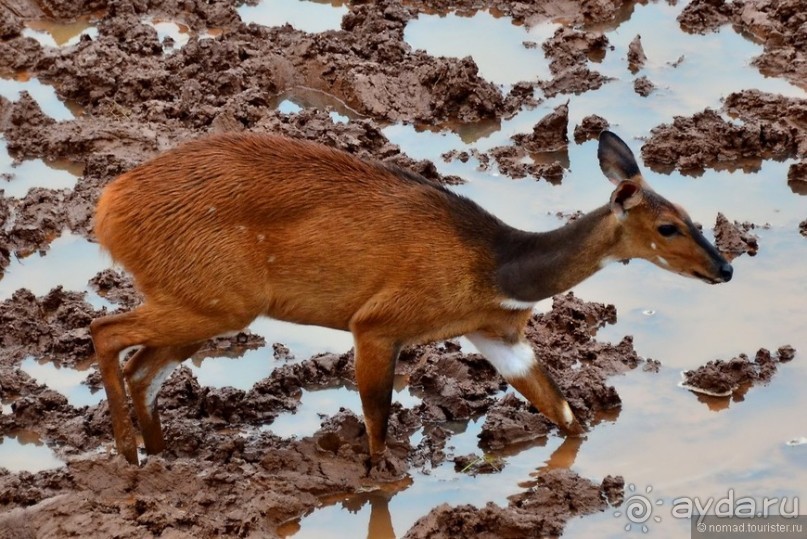 Акуна матата — дубль два. Кения в сезон дождей. Часть 5