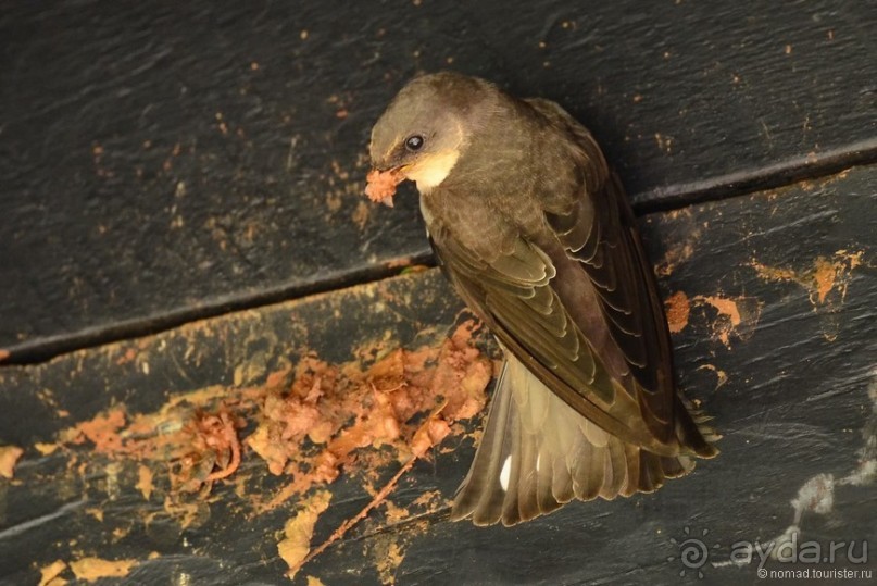 Акуна матата — дубль два. Кения в сезон дождей. Часть 5