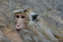 Цейлон на троих. Часть 2