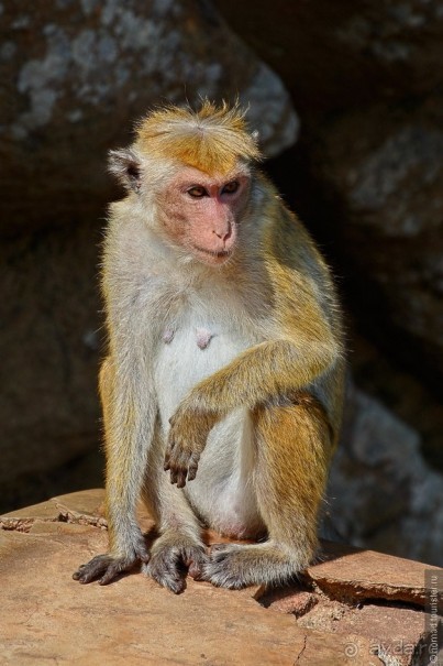 Цейлон на троих. Часть 2