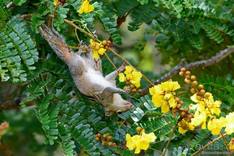 Цейлон на троих. Часть 2