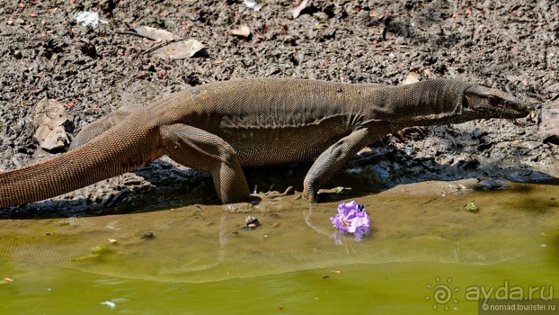 Цейлон на троих. Часть 2