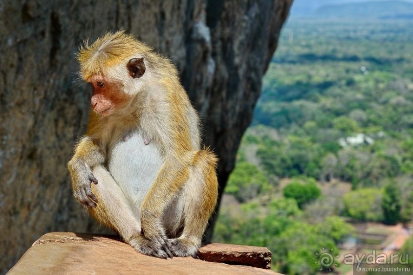 Цейлон на троих. Часть 2