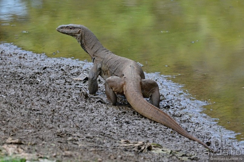 Цейлон на троих. Часть 2