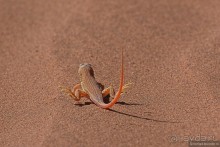 Африканский калейдоскоп. Часть 7