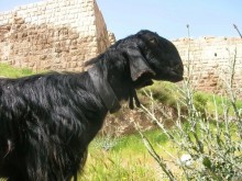 Ближний Восток становится ближе. Часть 1.