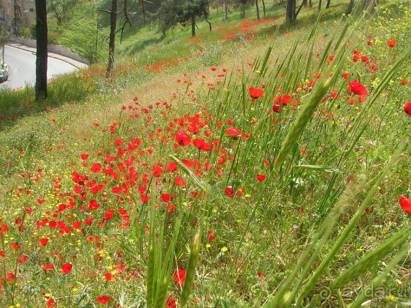 Ближний Восток становится ближе. Часть 1.