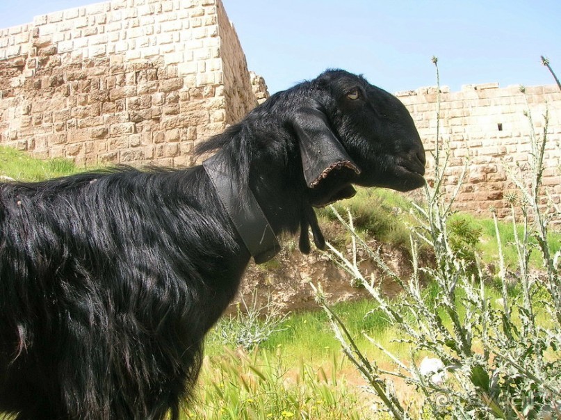 Ближний Восток становится ближе. Часть 1.