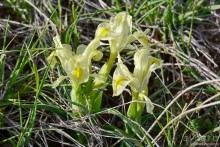 Страна хачкаров и алых маков. Часть 6