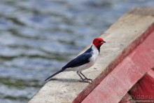 Bolivia te espera! Часть 8