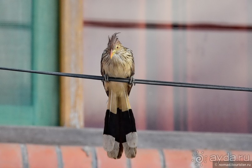 Bolivia te espera! Часть 8