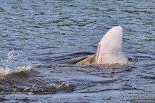 Bolivia te espera! Часть 8