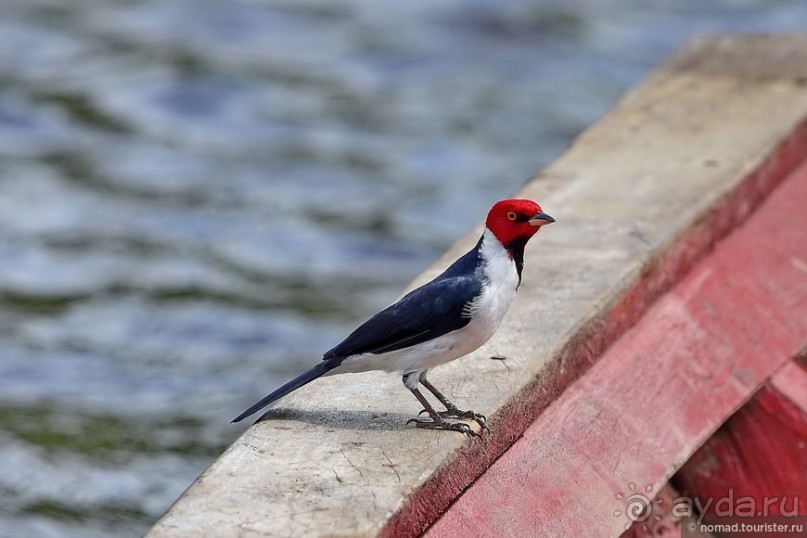 Bolivia te espera! Часть 8