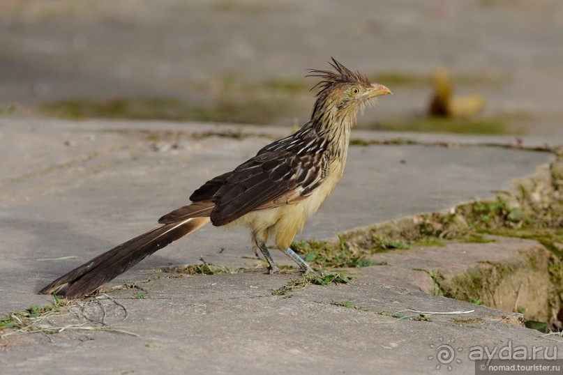 Bolivia te espera! Часть 8